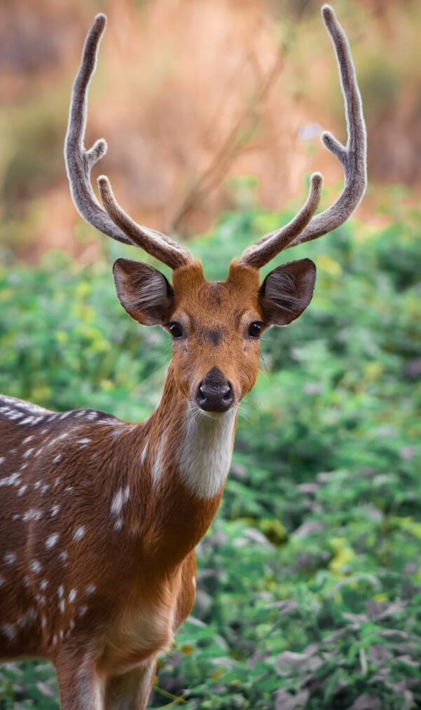 nature-reserve