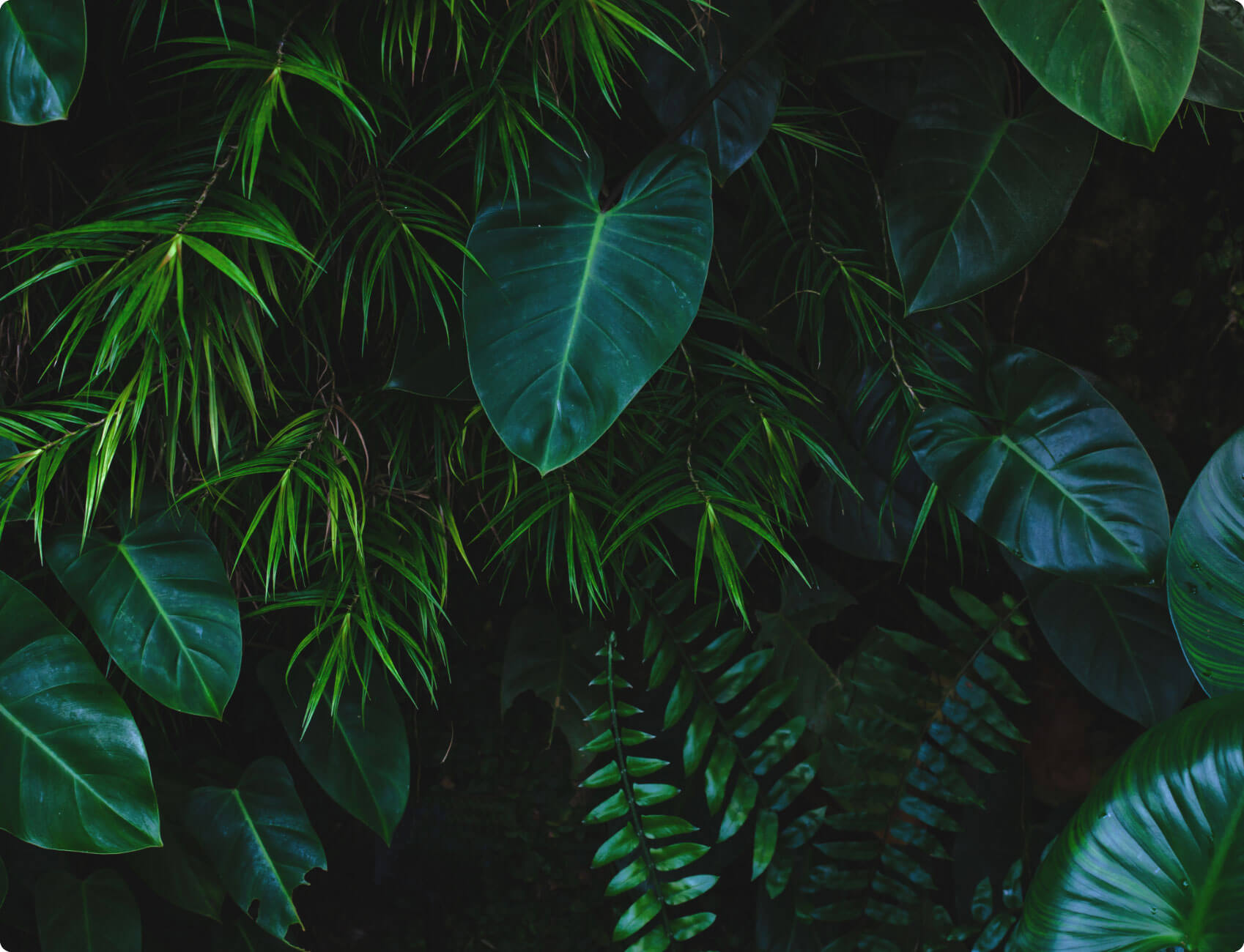 virtual background for webinars